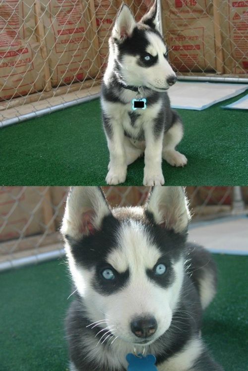 Insanity Puppy Meme Template