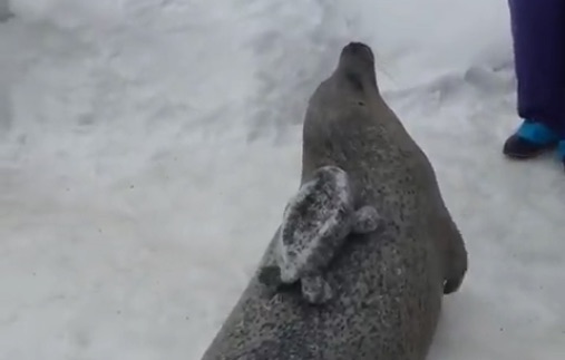 1-800-ARE-YOU-SLAPPIN Meme Template