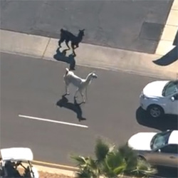 2015 Arizona Llama Chase / #LlamaDrama Meme Template