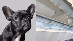 2018 United Airlines Dog Death Controversy