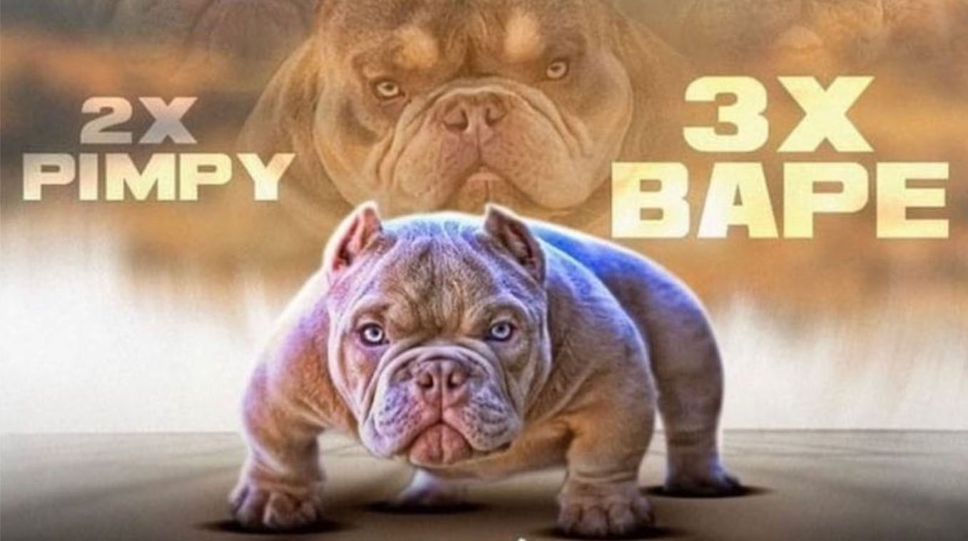 2X Pimpy 3X Bape / Pimpy Son Opp Meme Template
