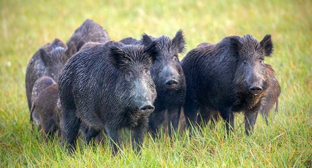 30-50 Feral Hogs