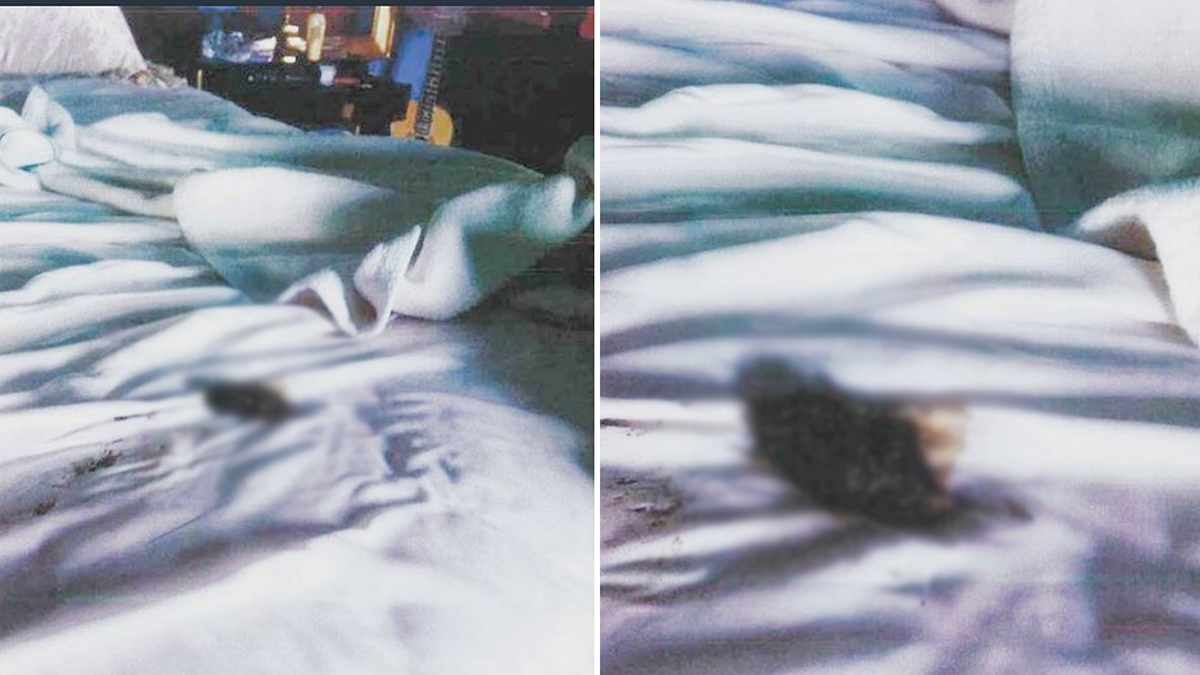 Amber Heard Revenge Poop Meme Template