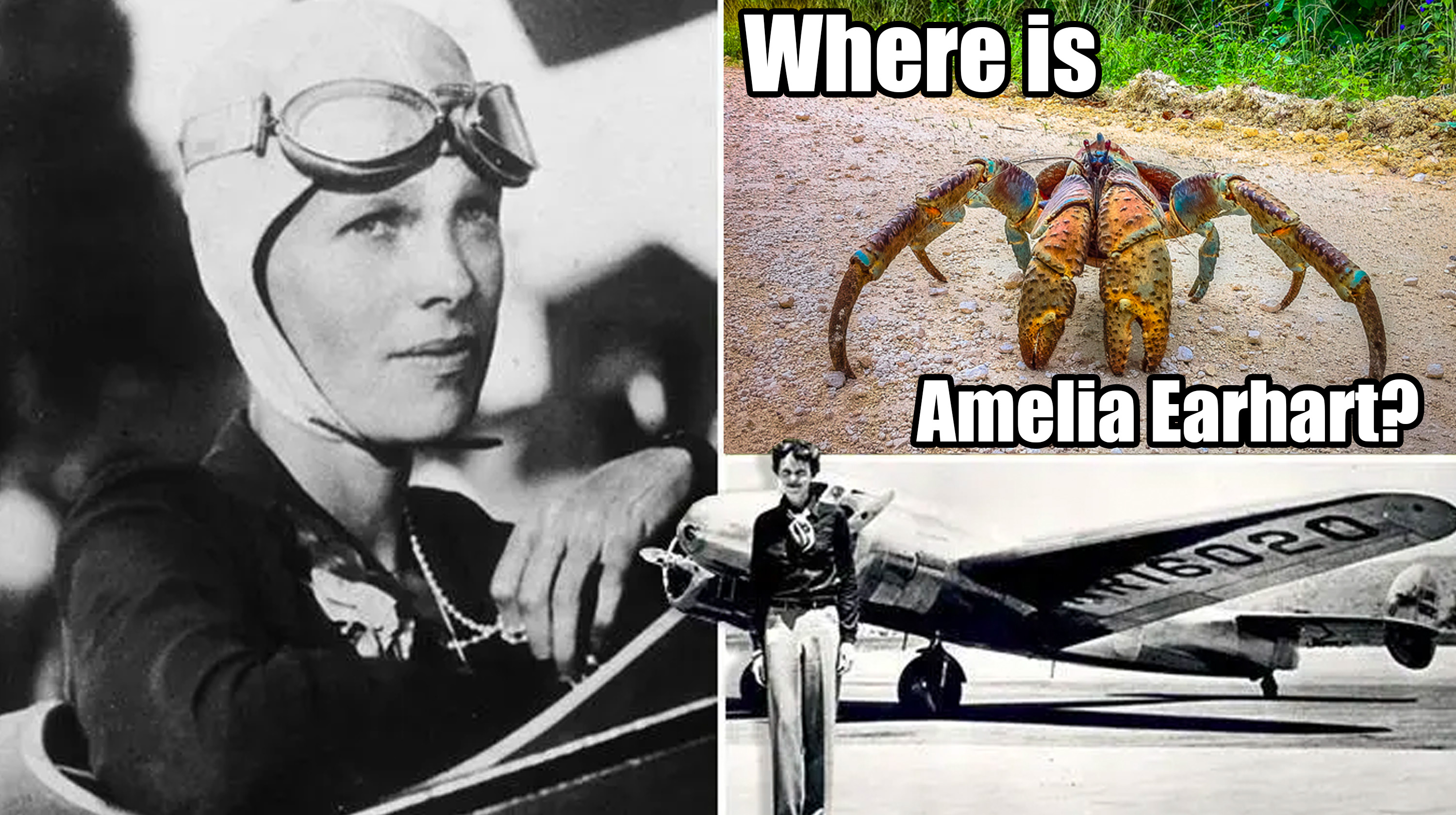 Amelia Earhart Eaten By Coconut Crabs Meme Template