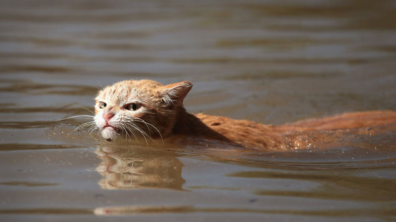 Angry Hurricane Harvey Cat