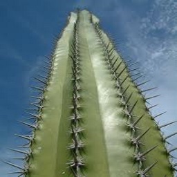 Anything's A Dildo If You're Brave Enough