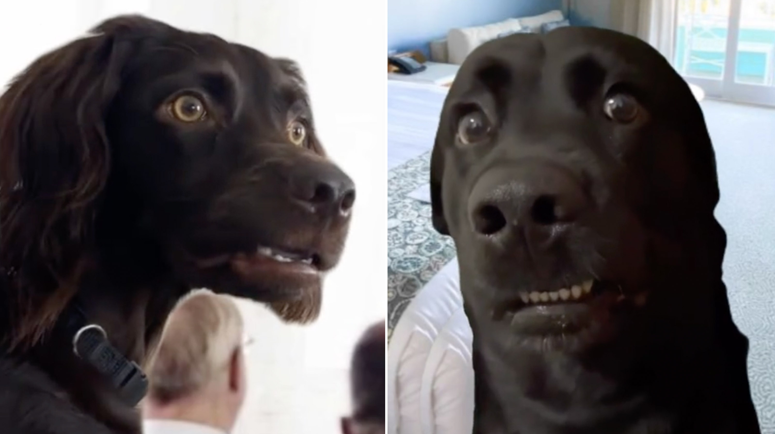 Awkwardly Staring Dogs