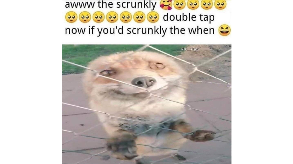 Awww The Scrunkly