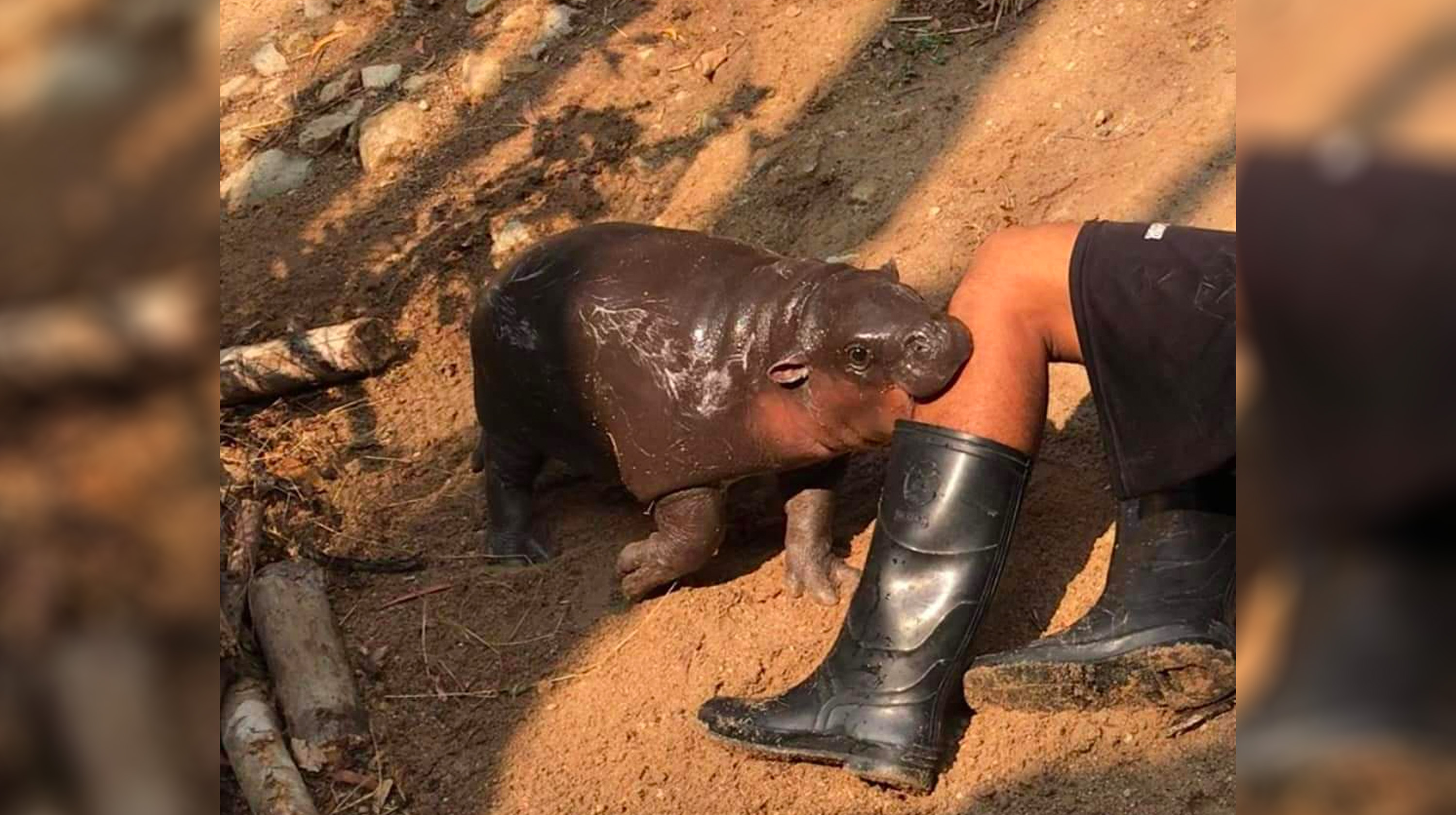 Baby Hippo Biting Leg Meme Template
