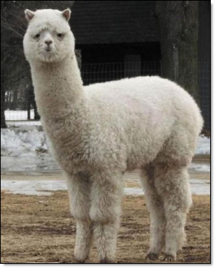 Baidu 10 Mythical Creatures (Grass Mud Horse) Meme Template