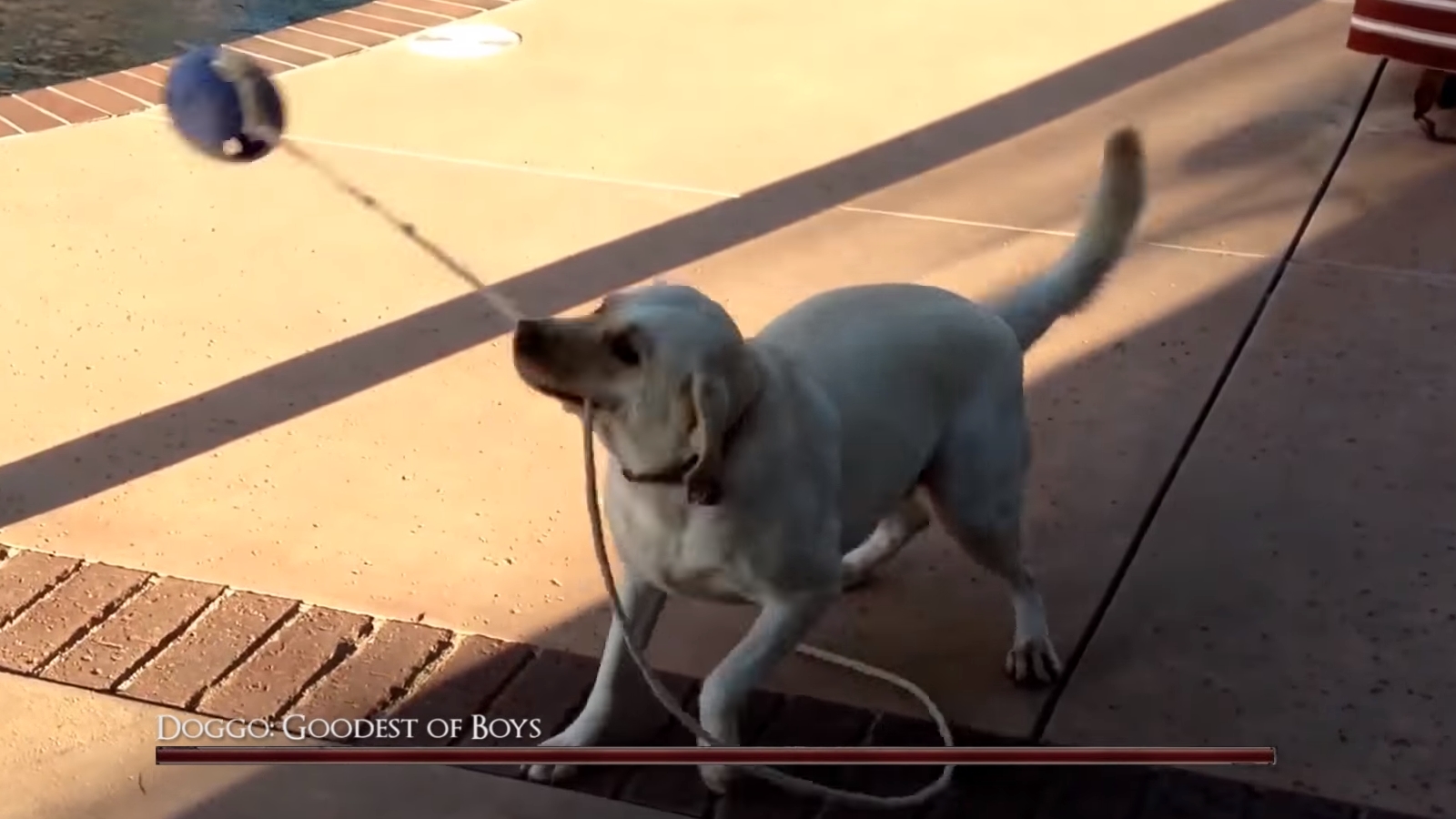 Bark Souls / Dark Souls IRL Edits