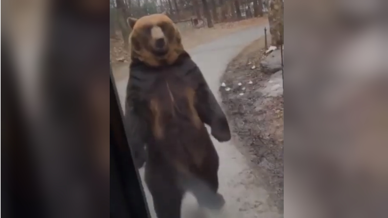 Bear Walks by a Bus