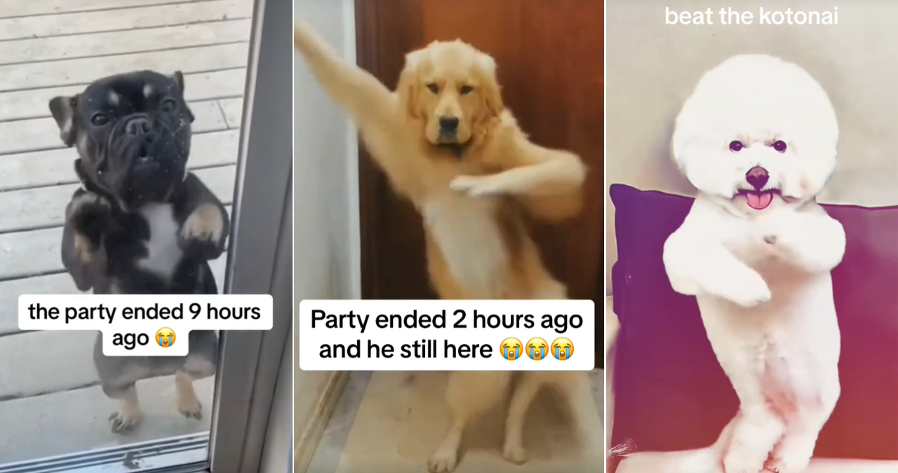 Beat the Koto Nai, Oi Meme Template