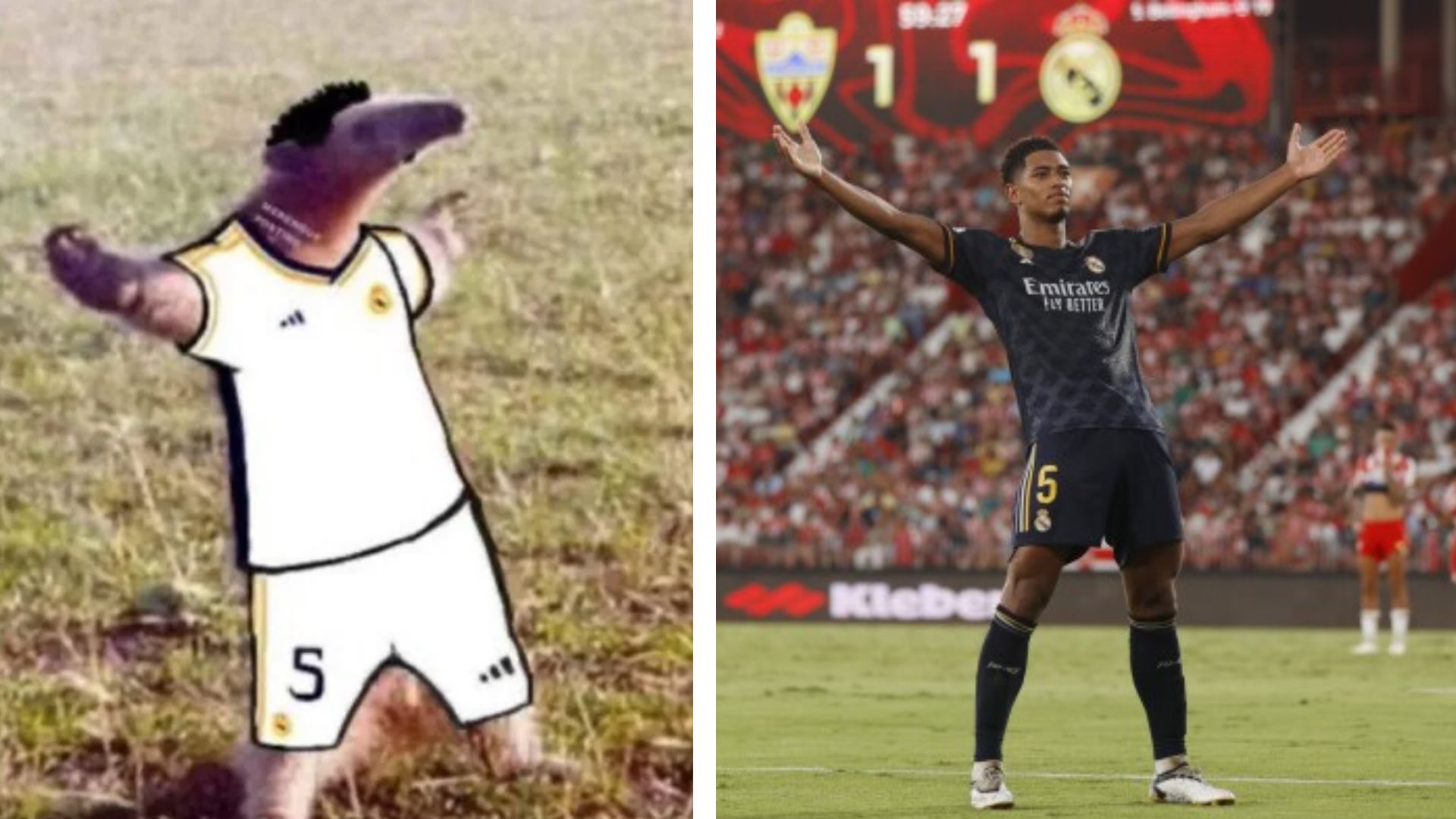 Bellingham Celebration / Belligol