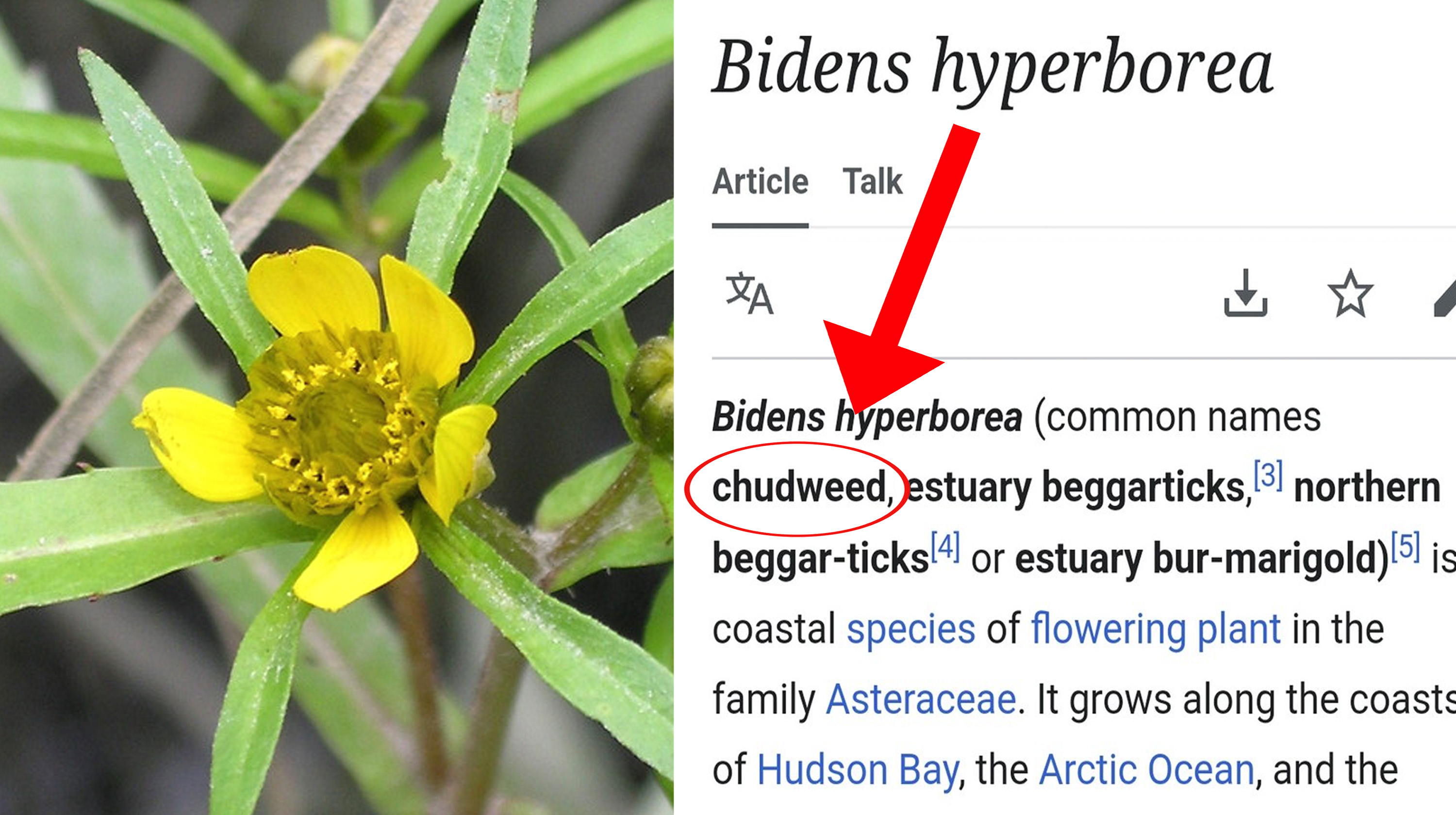 Bidens hyperborea / Chudweed Meme Template