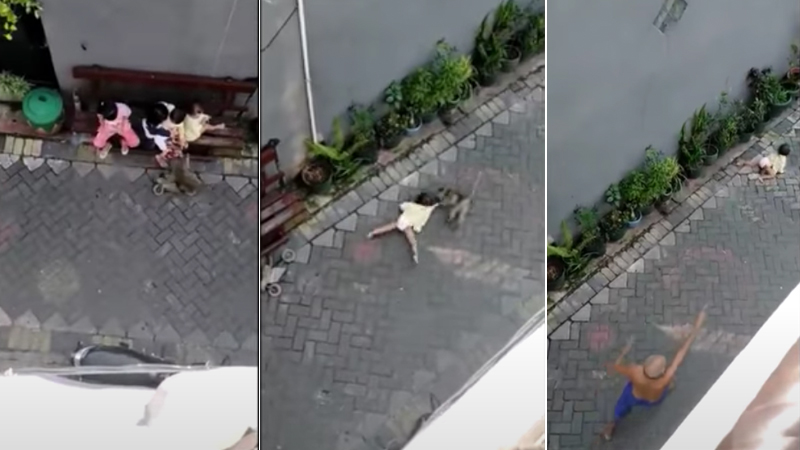 Bike-riding Monkey Kidnapping Toddler Video