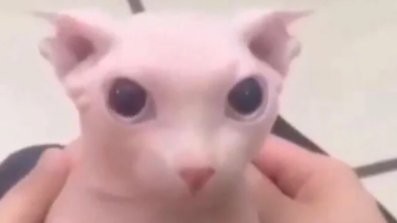 Bingus Meme Template