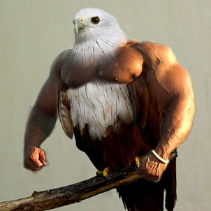 Birds with Arms Meme Template