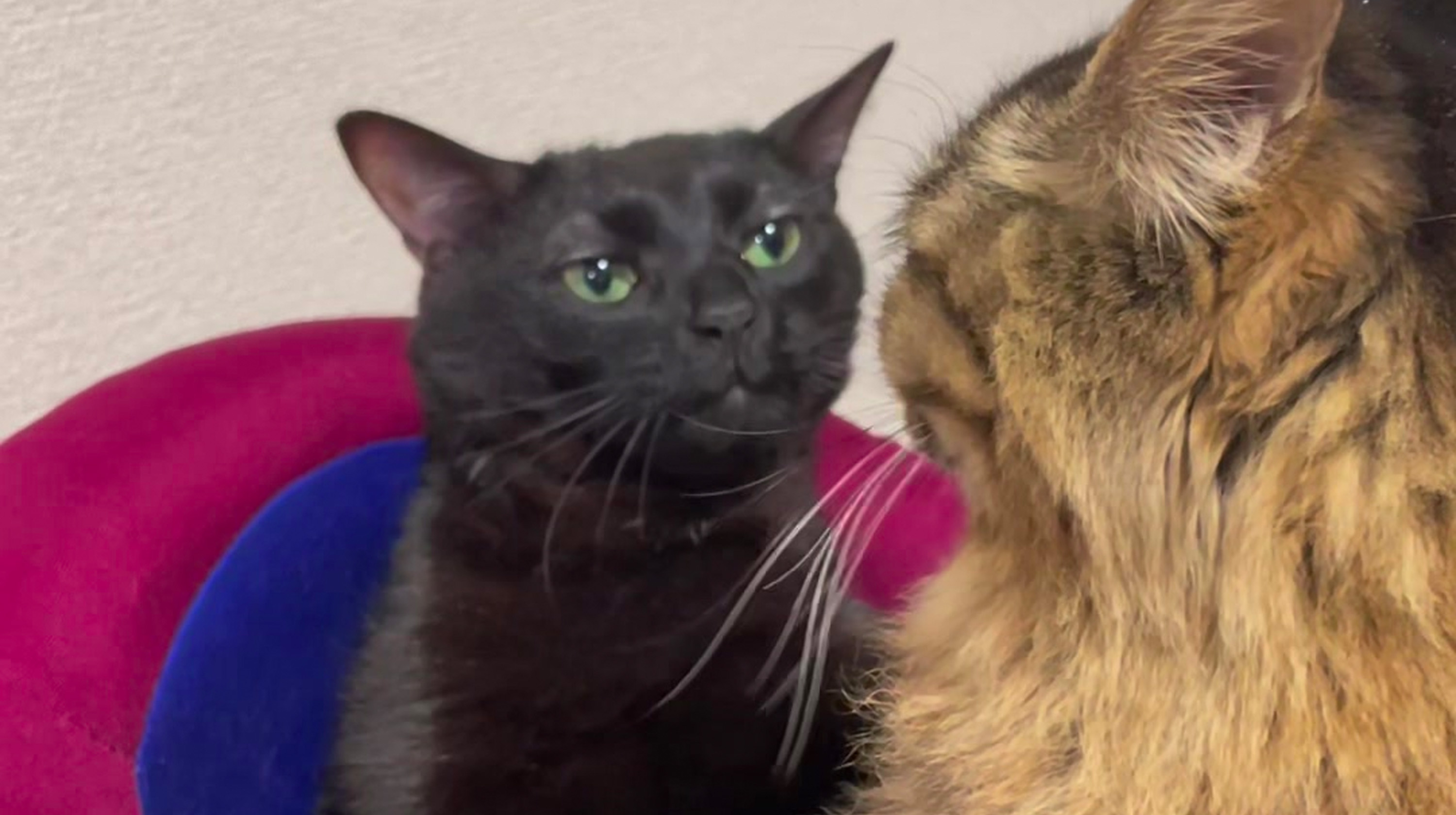 Black Cat Zoning Out Meme Template