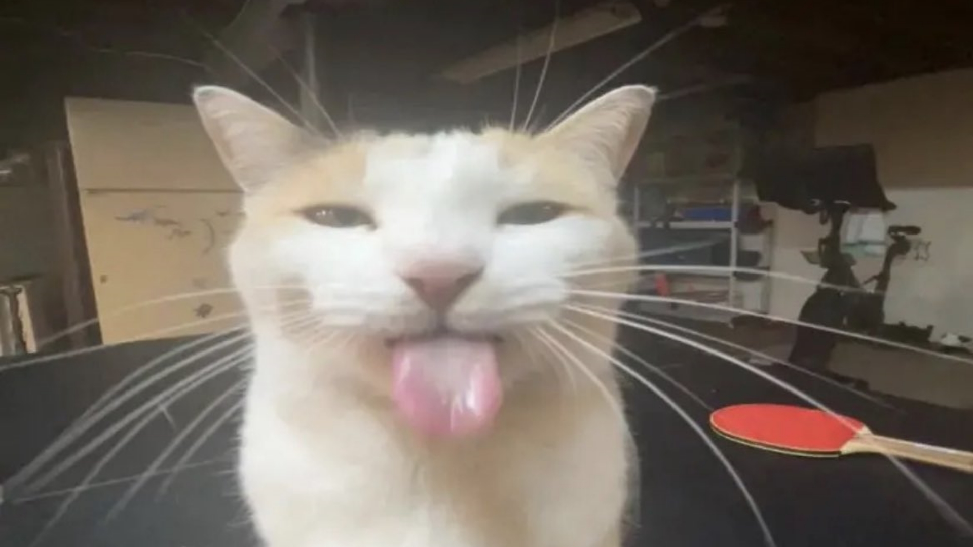 BLEHHHHH :P Cat