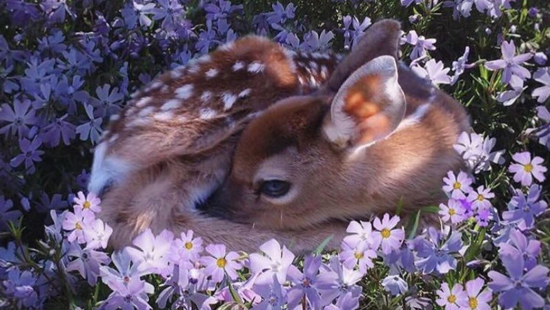 Blessed Image Meme Template