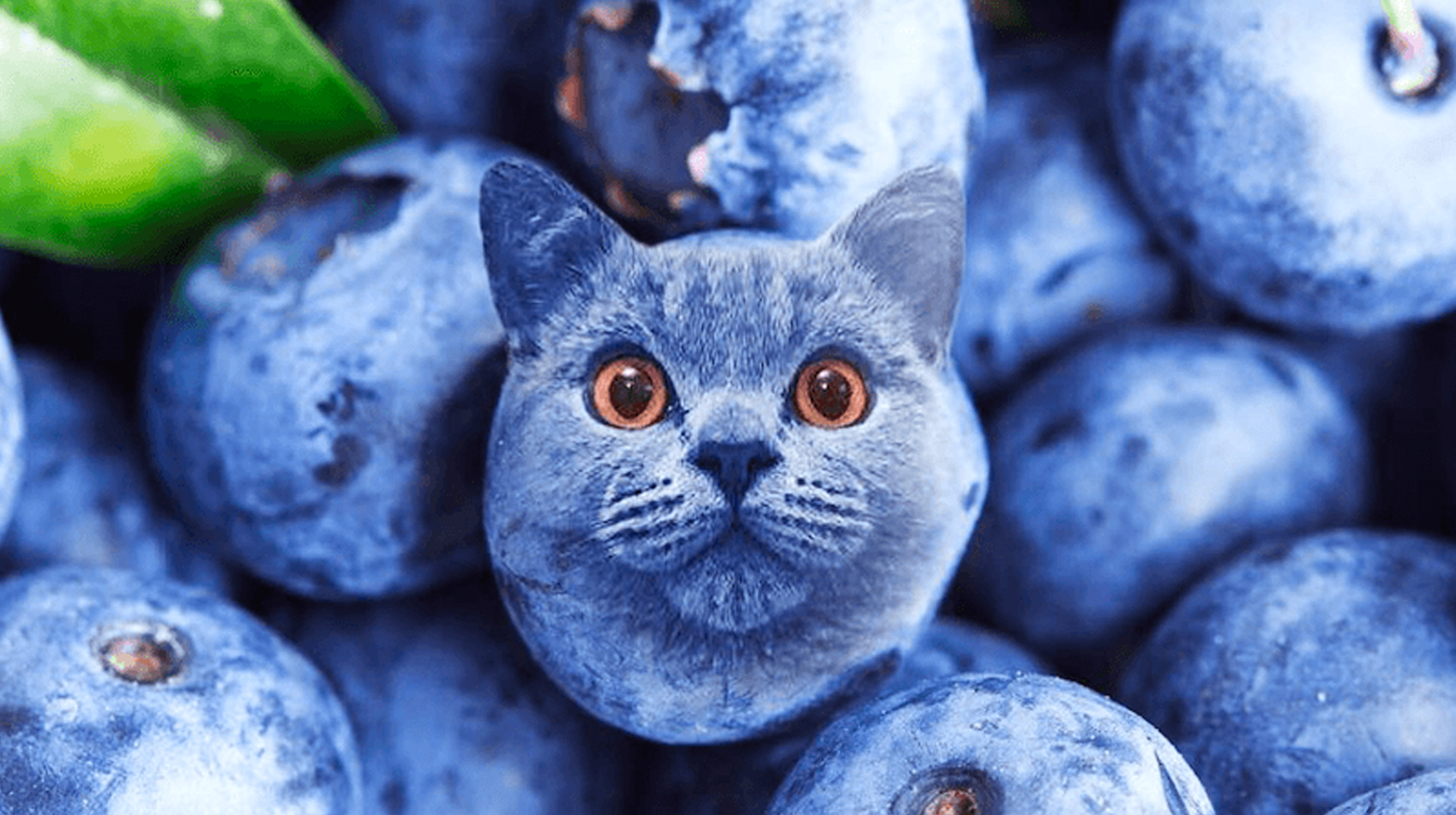 Blueberry Cat Meme Template