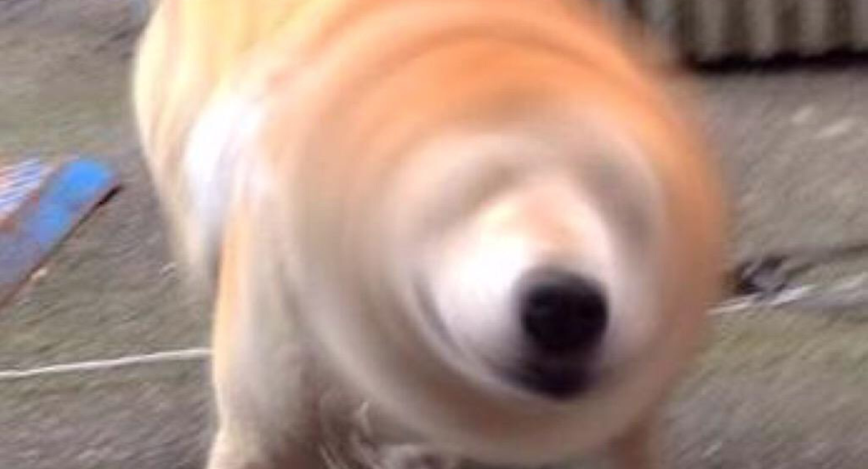 Blurry Dogs