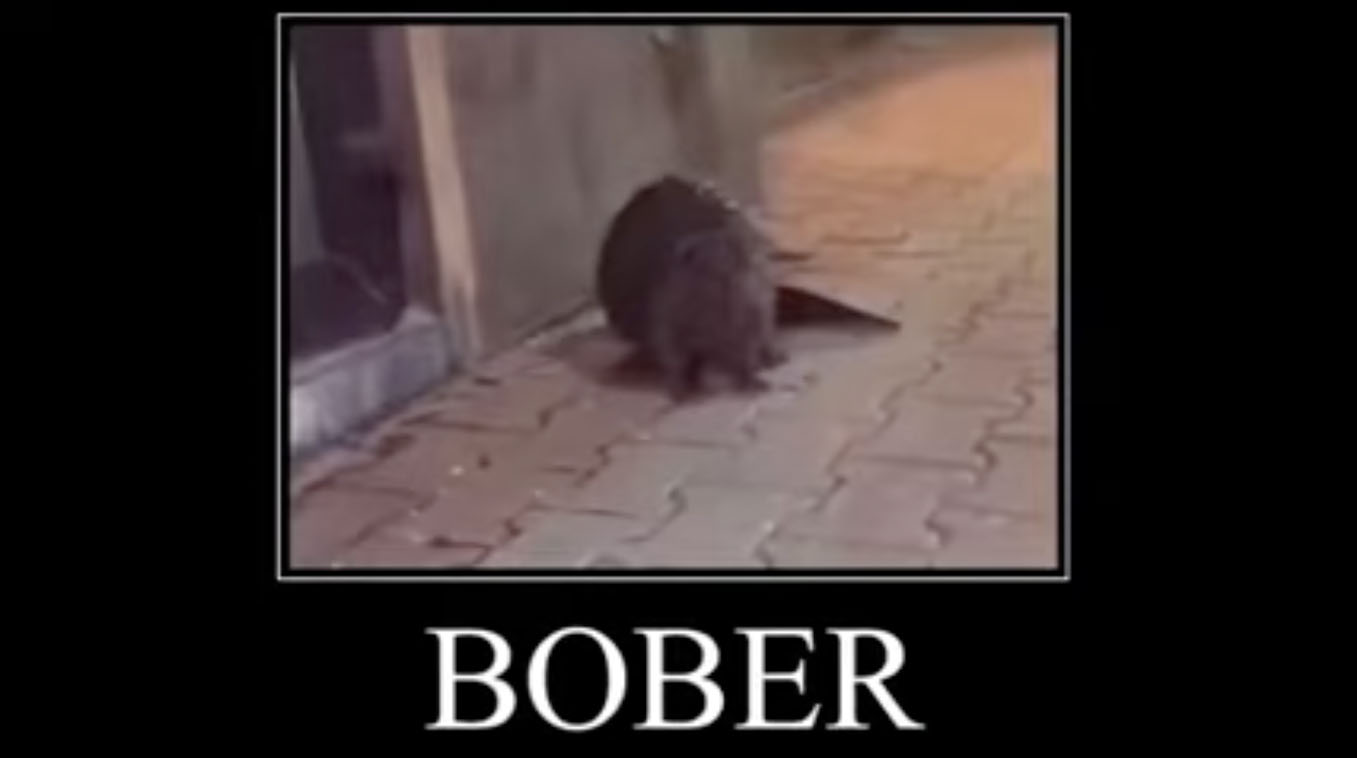 Bober / Kurwa Bóbr / Bobrze Meme Template