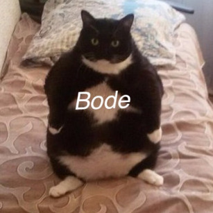 BODE Meme Template