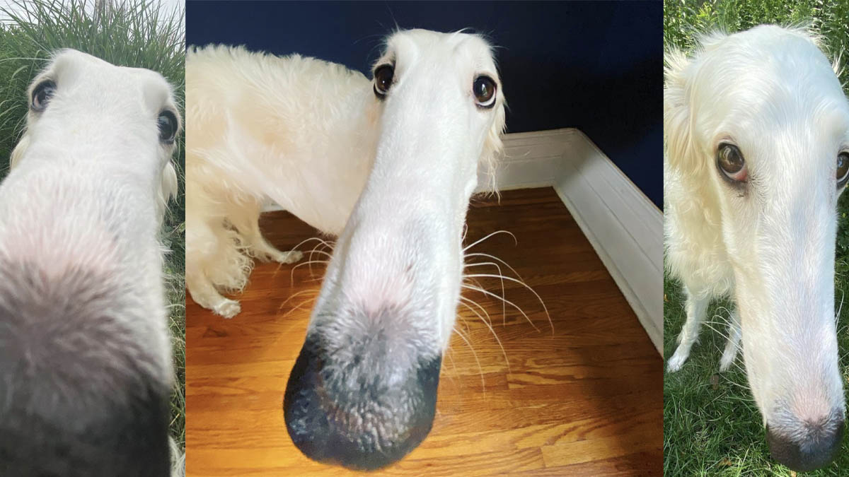 Borzoi / Long Nose Dog Meme Template