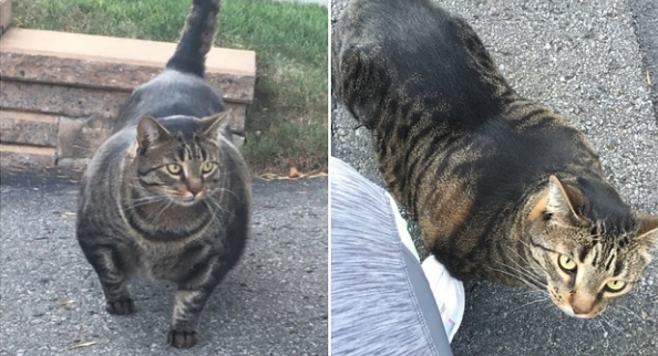 Buff Cat Meme Template