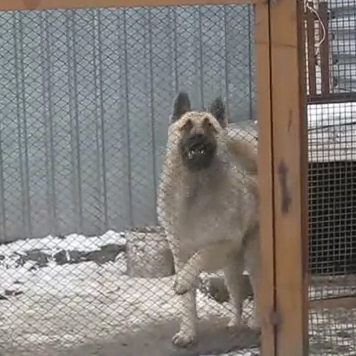 Bust a Move Dancing Dog Meme Template