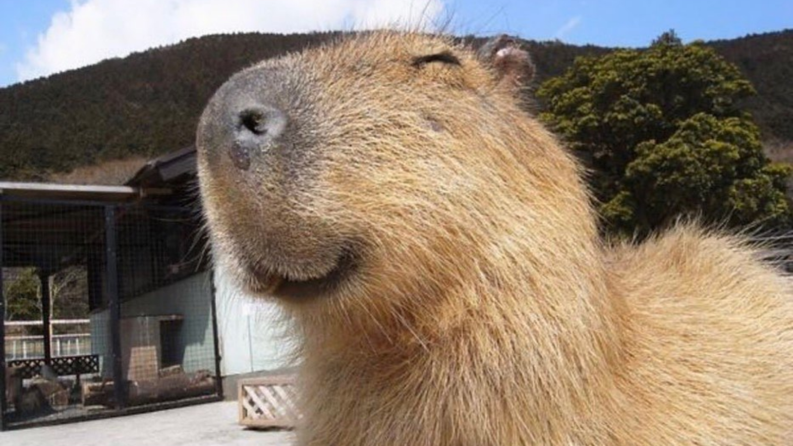Capybaras Meme Template