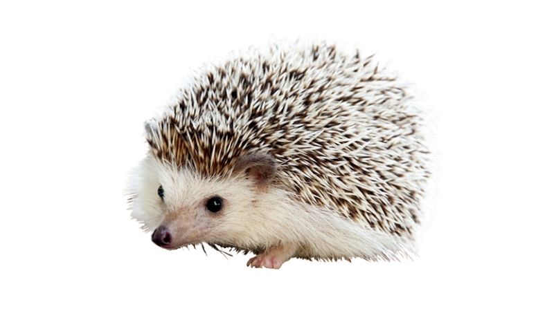 Carl the Hedgehog Meme Template