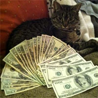 CashCats