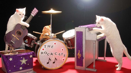 Cat Band