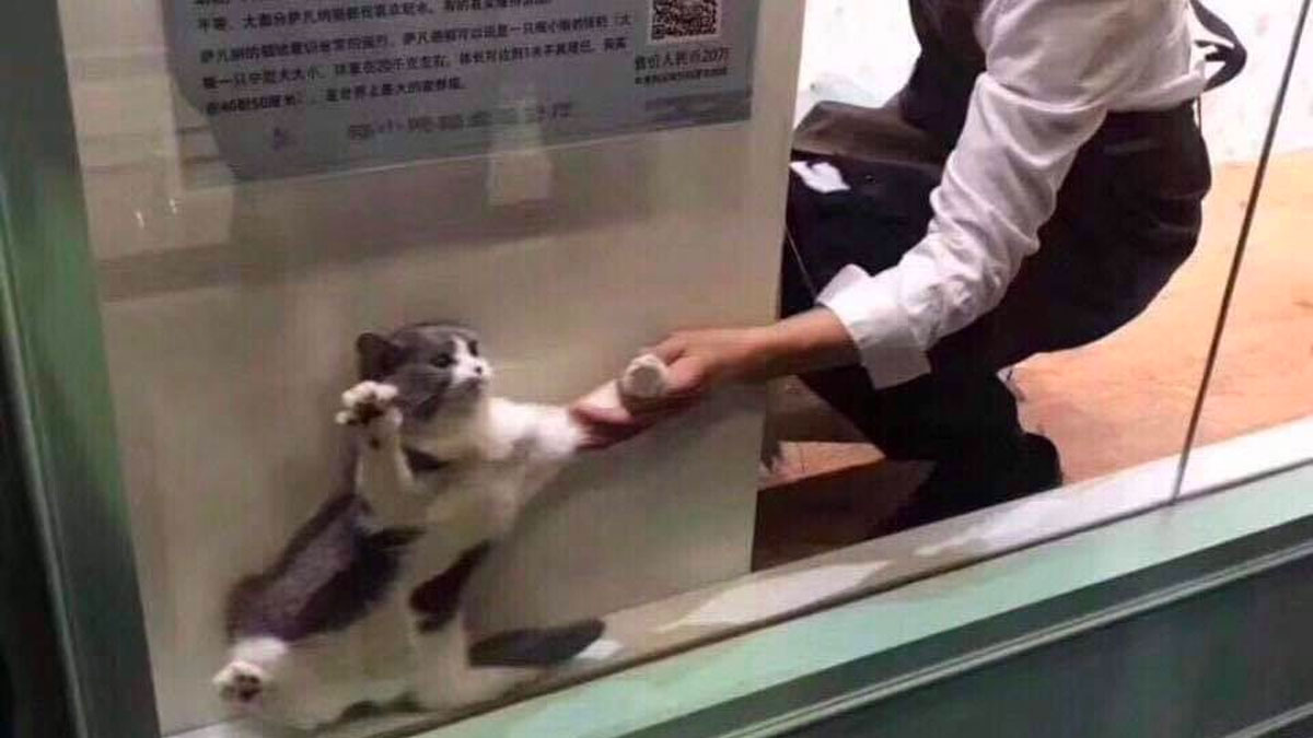 Cat Being Dragged From Window