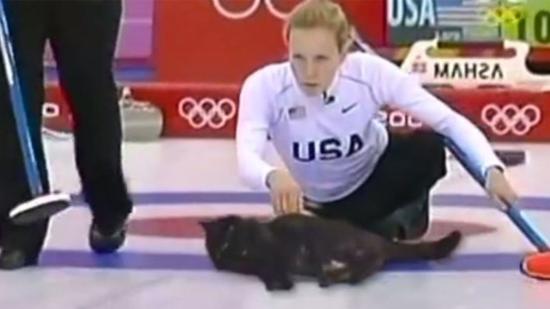 Cat Curling Meme Template