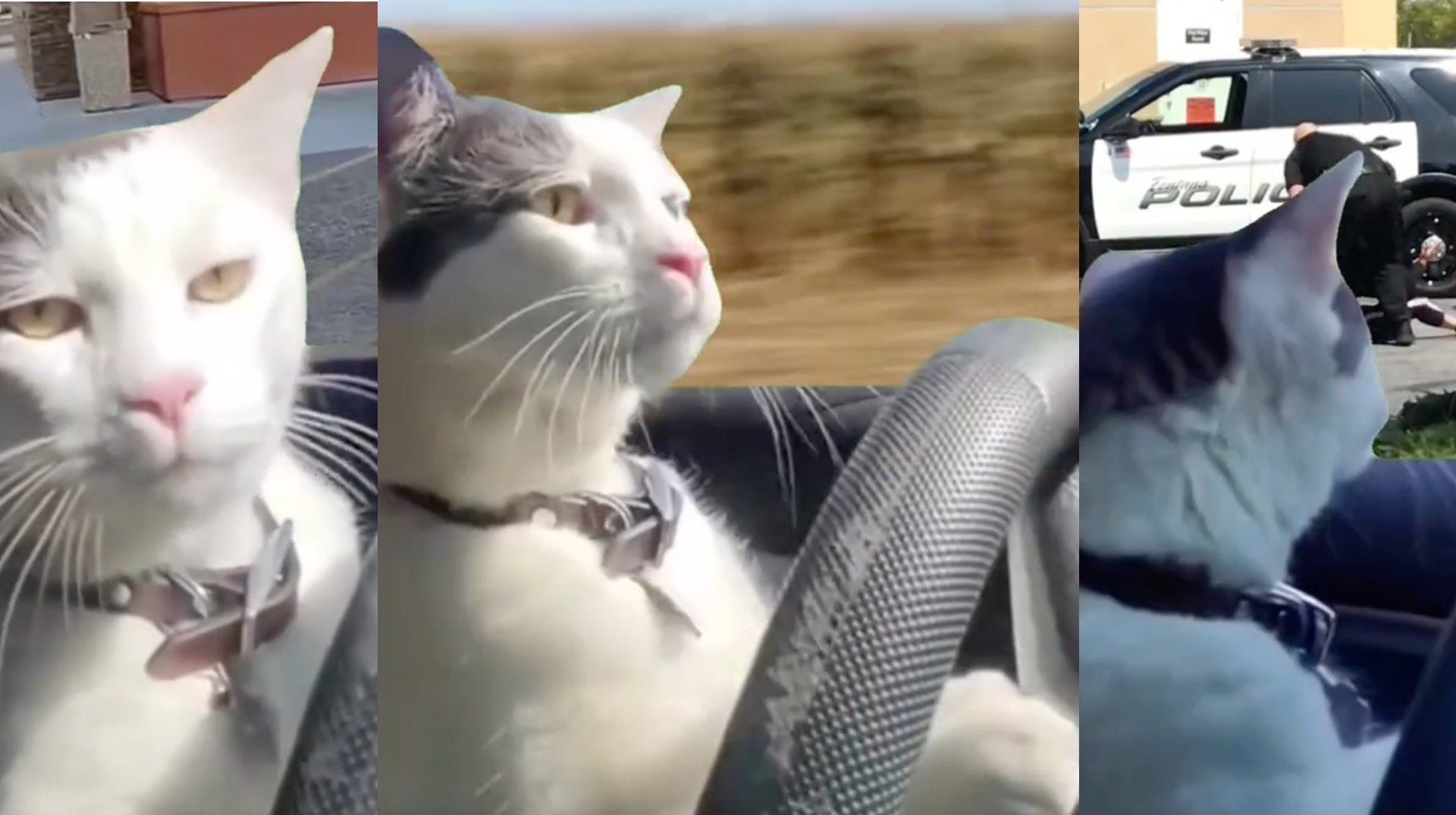 Cat Driving a Car Meme Template