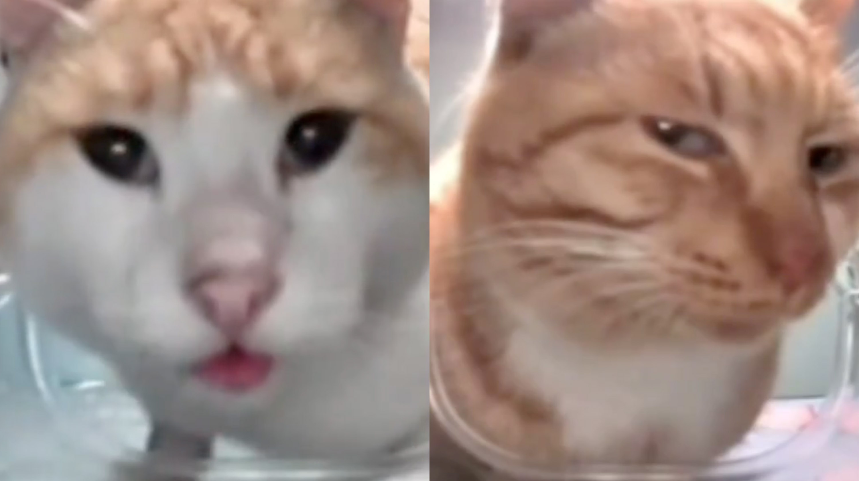 Cat Feeder Camera Cats Meme Template