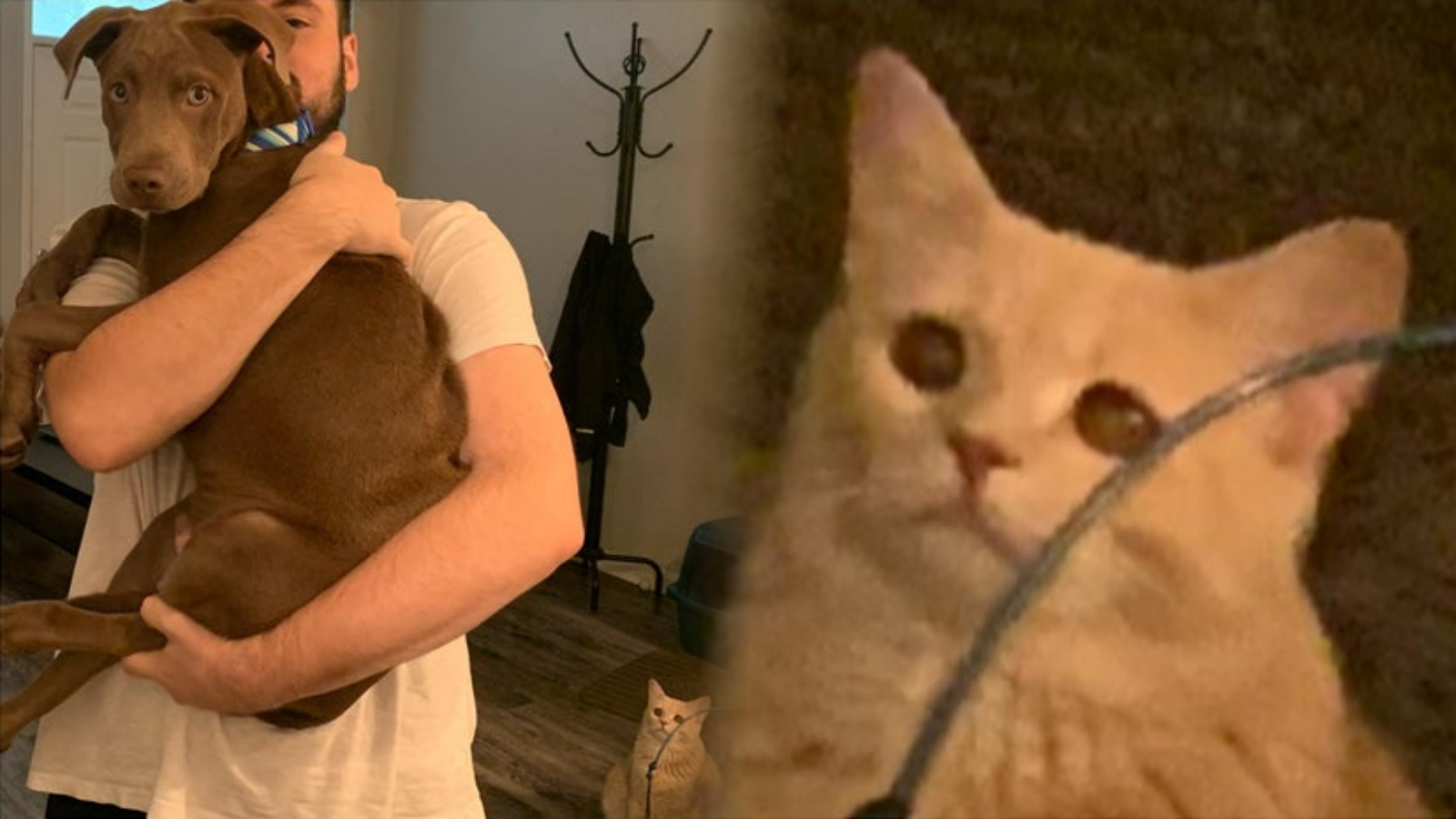Cat Looking at Man Holding Dog Meme Template