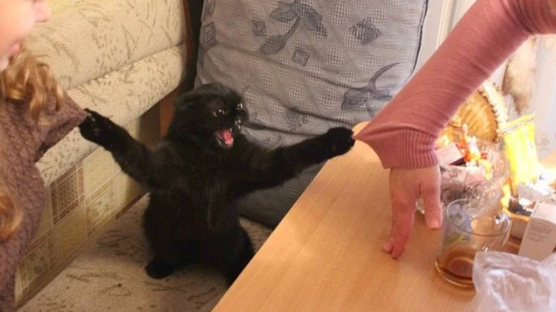 Cat Pulling Two Sweaters