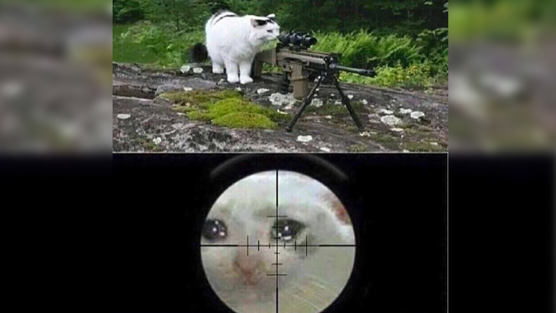 Cat Sniping Crying Cat Meme Template