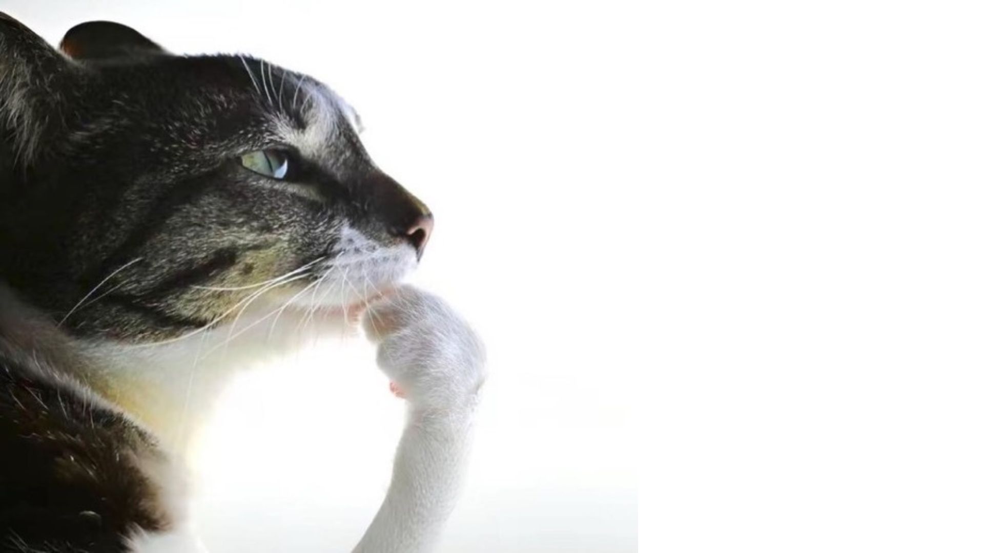 Cat Thinking Meme Template