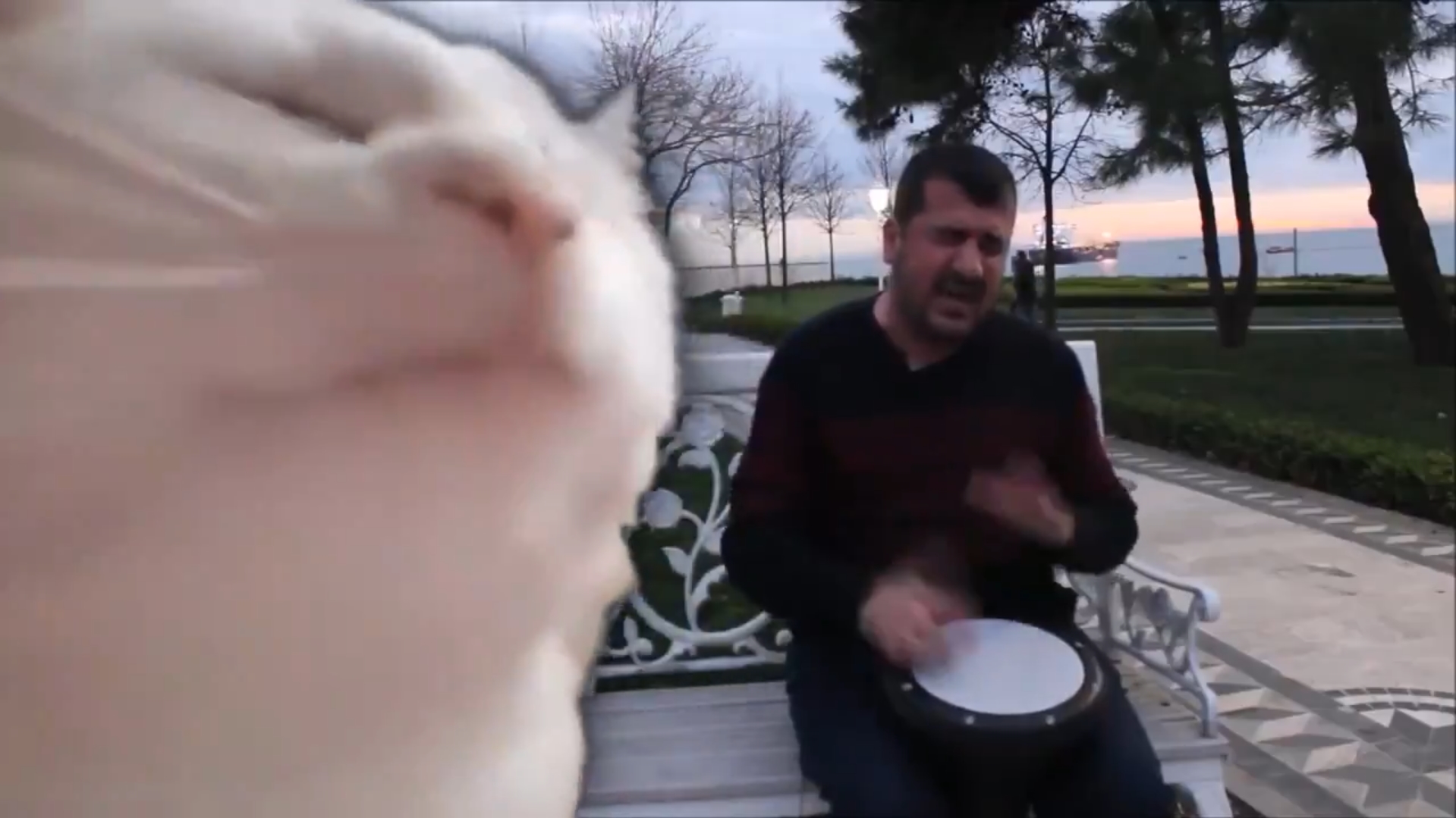 Cat Vibing to Street Musician's Ievan Polkka Meme Template