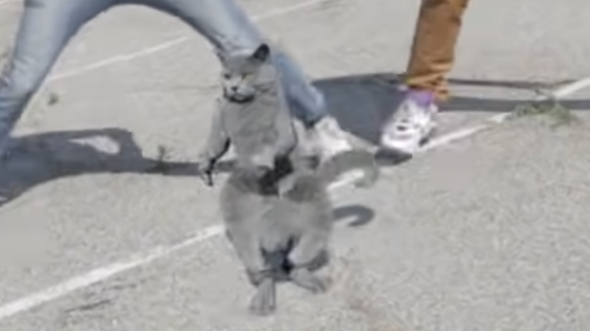 Cat Whips It / Nae Nae Cat Meme Template