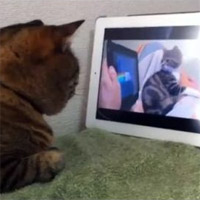 Catception