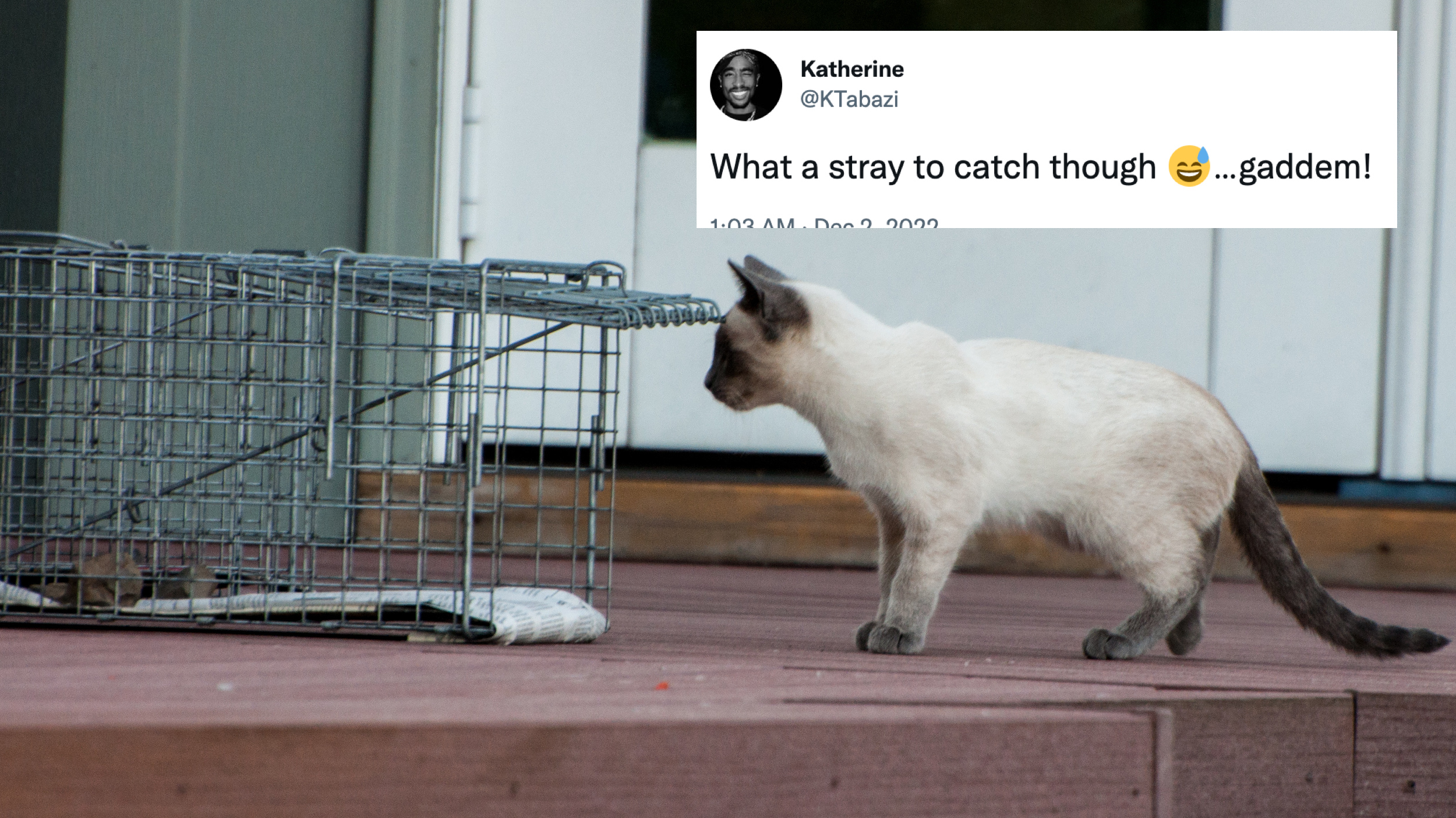 Catching Strays (Slang)