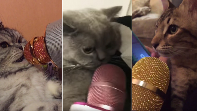 Cats Meowing Into Microphones