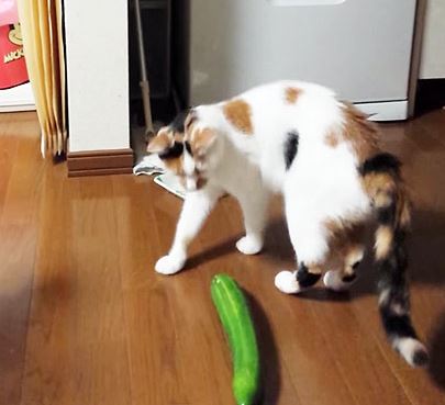 Cats vs. Cucumbers Meme Template